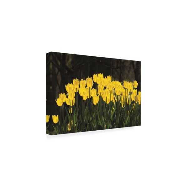 Kurt Shaffer Photographs 'Glowing Yellow Tulips' Canvas Art,22x32